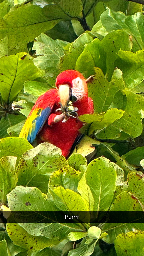 abbyy.irl image ~ Altpins