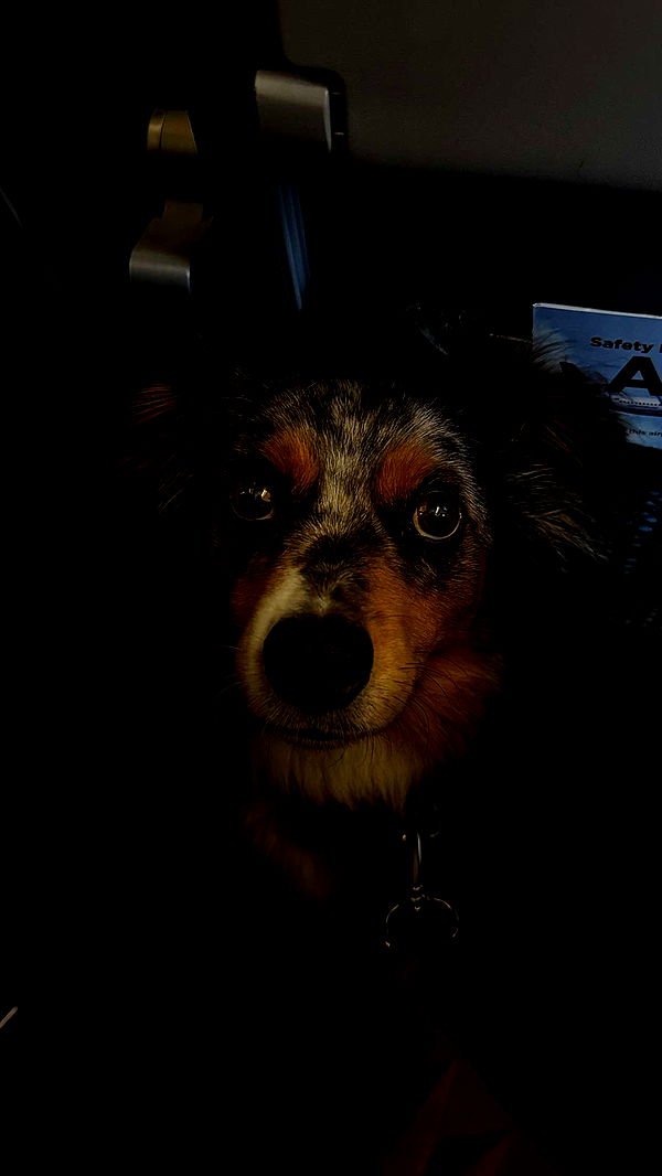 abbyy.irl image ~ Altpins