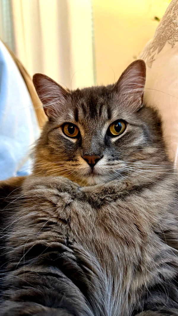 abigailwhhitee image ~ Altpins