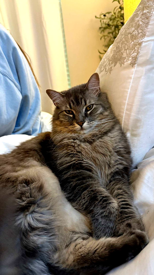 abigailwhhitee image ~ Altpins