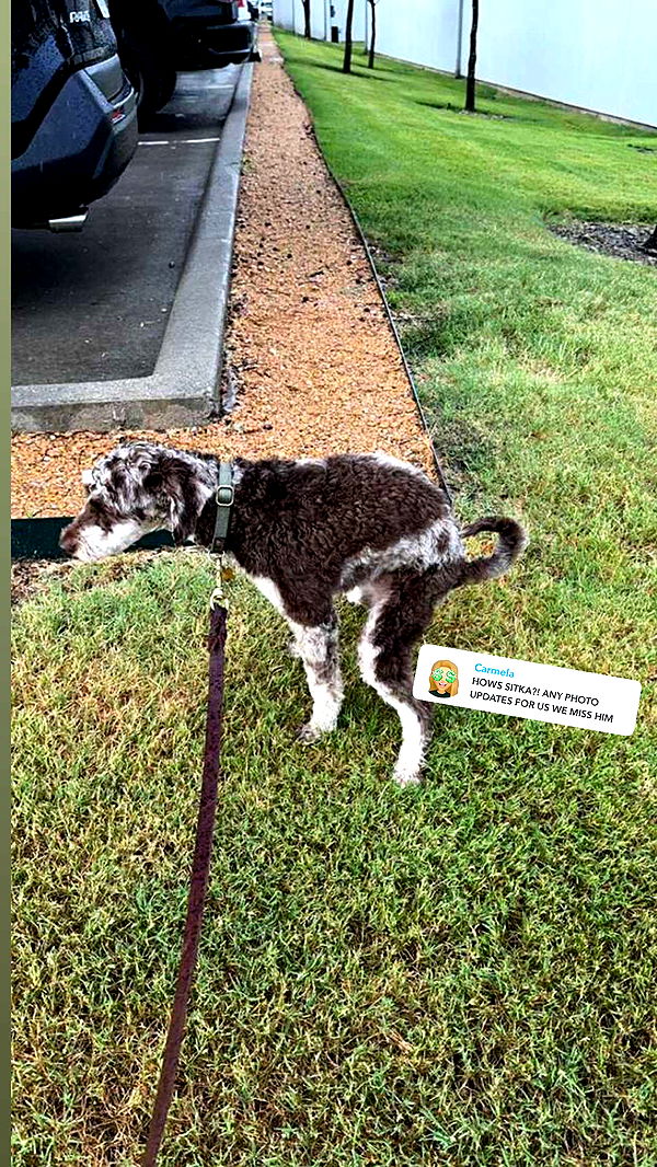 abigailwhhitee image ~ Altpins