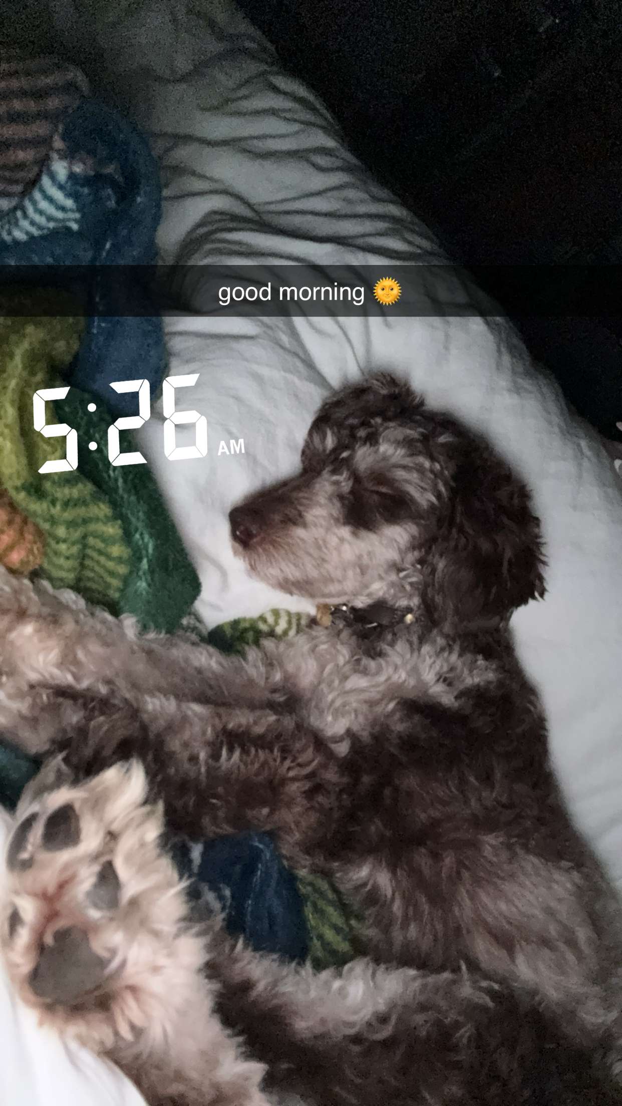 abigailwhhitee snapchat image archive image