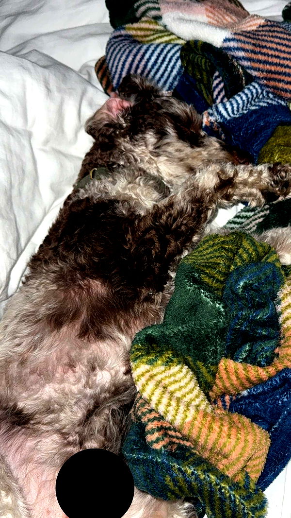 abigailwhhitee image ~ Altpins