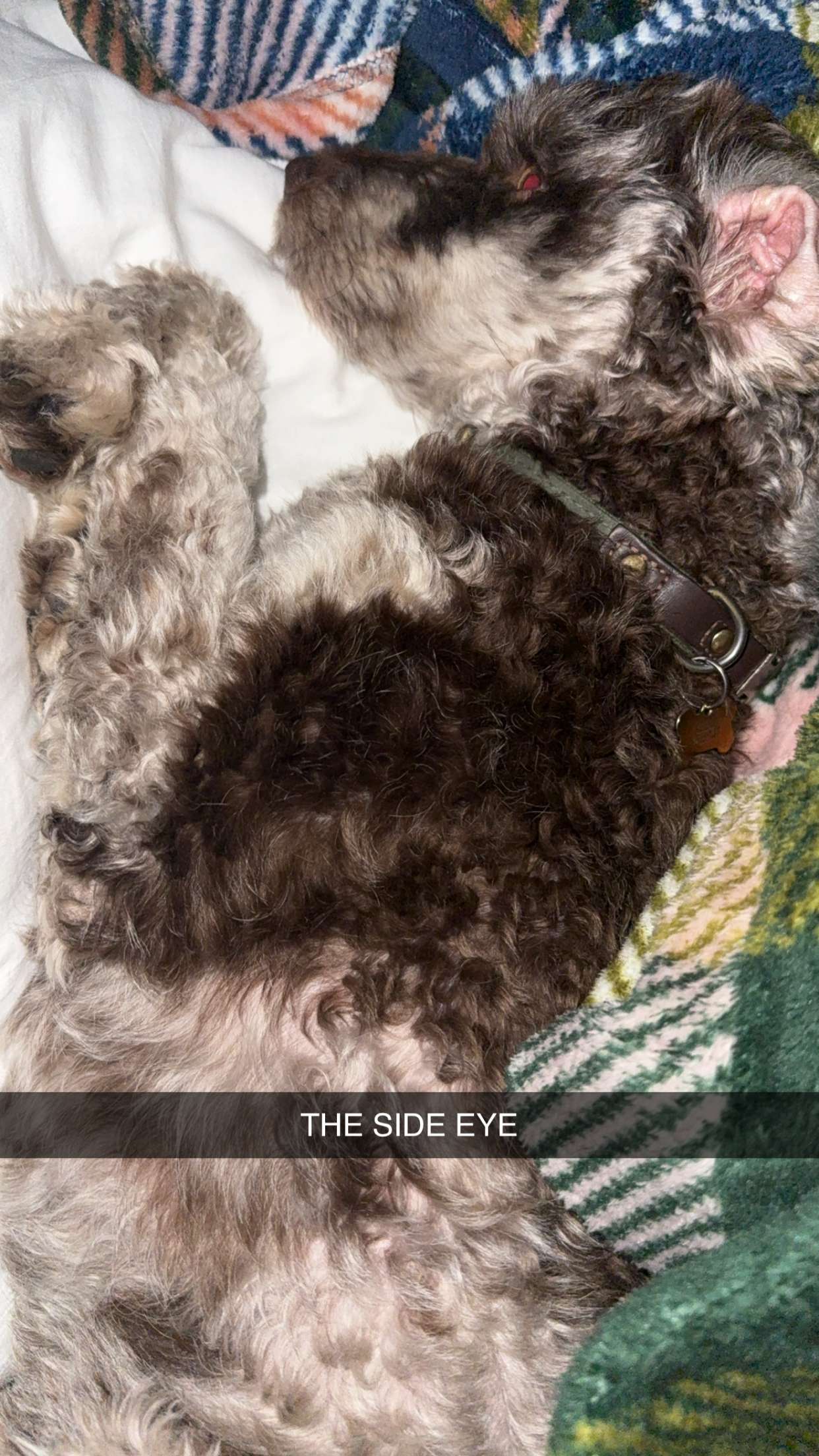 abigailwhhitee snapchat image archive image