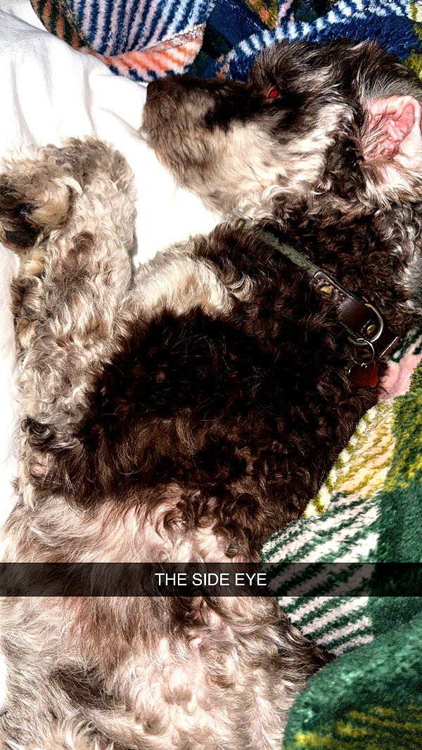 abigailwhhitee image ~ Altpins