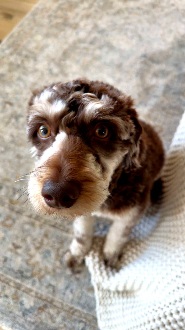 abigailwhhitee image ~ Altpins