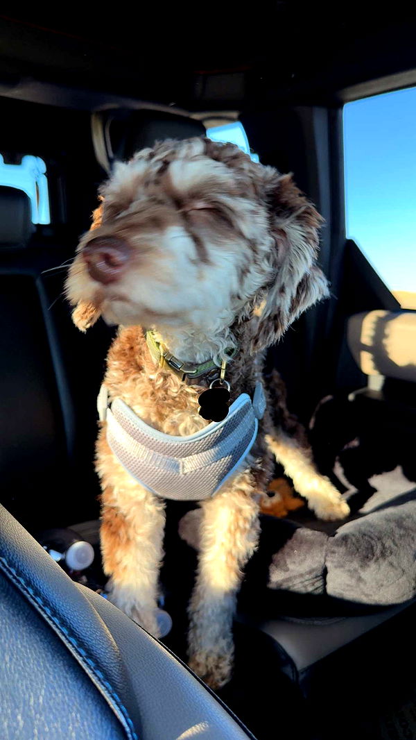 abigailwhhitee image ~ Altpins