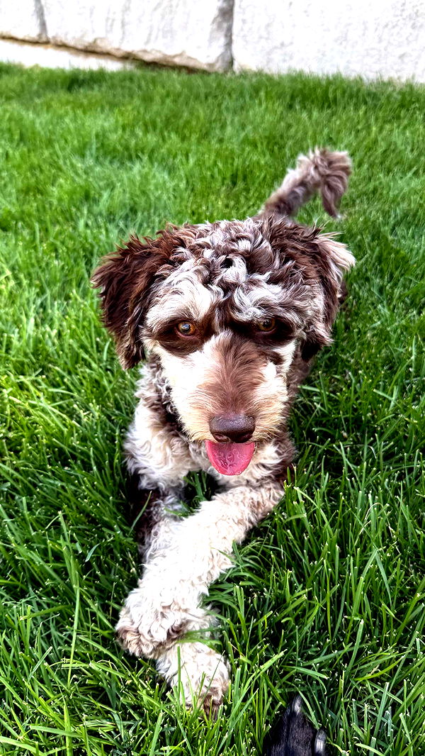 abigailwhhitee image ~ Altpins