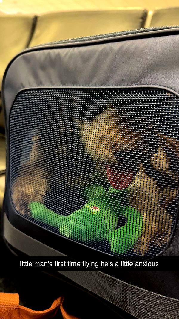 abigailwhhitee image ~ Altpins