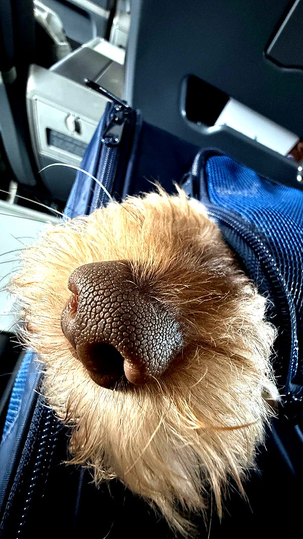 abigailwhhitee image ~ Altpins