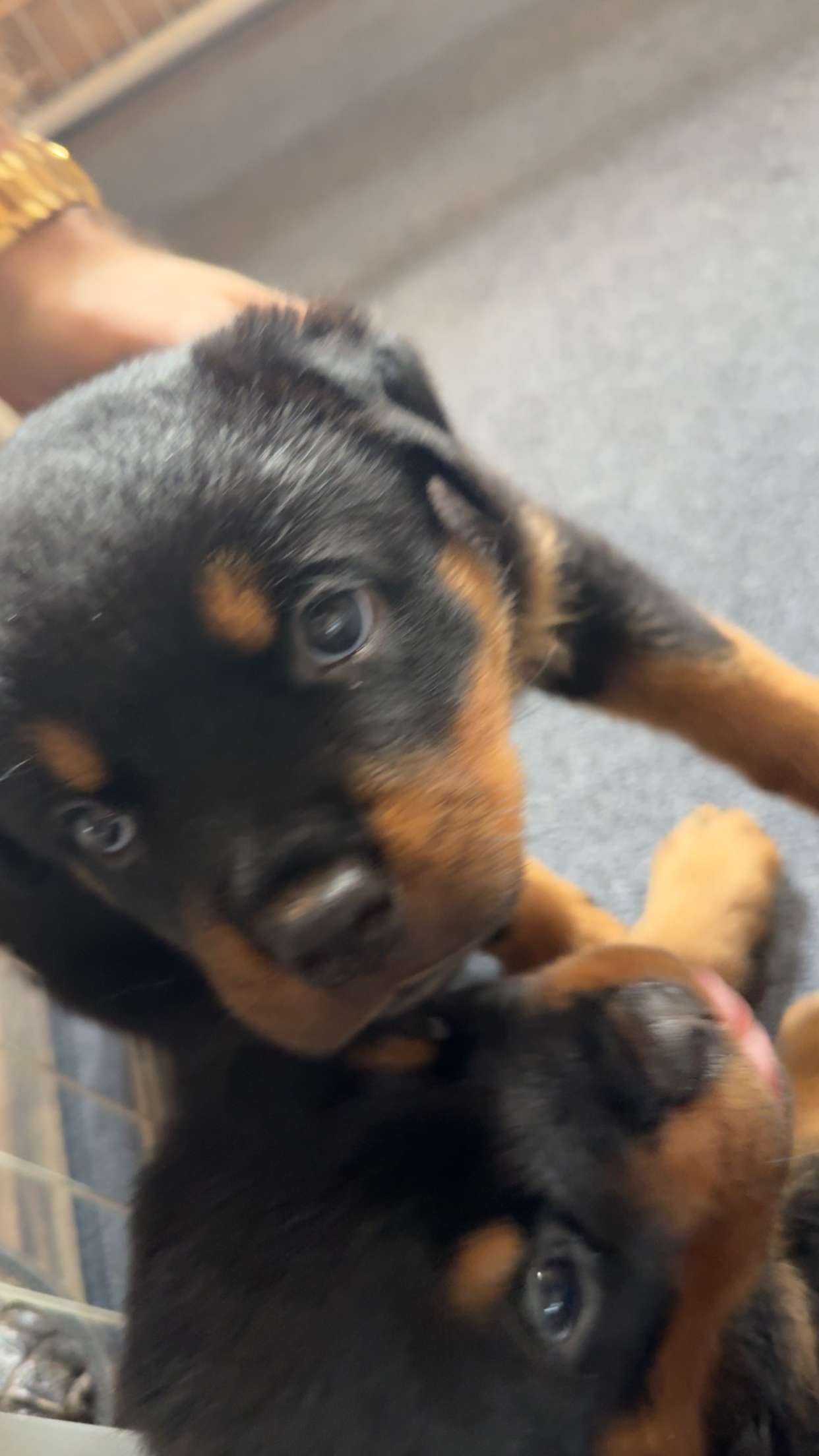 abigailwhhitee snapchat image archive image