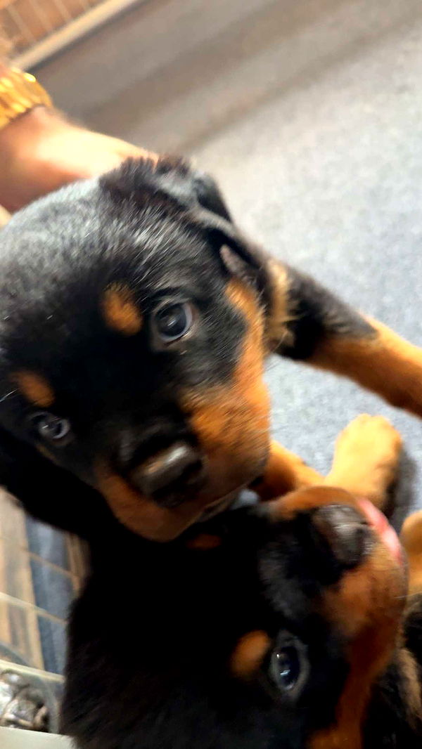 abigailwhhitee image ~ Altpins