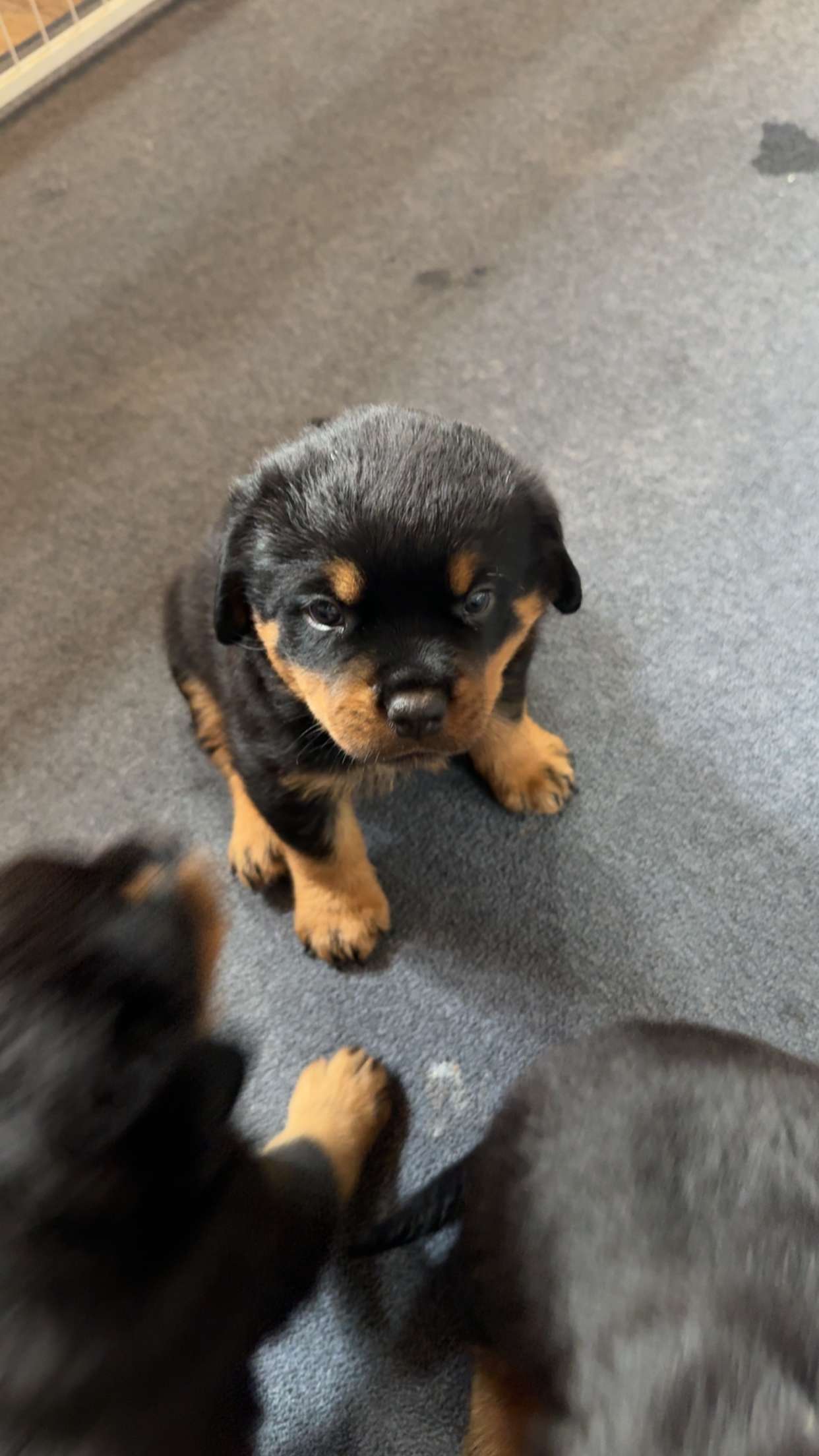 abigailwhhitee snapchat image archive image