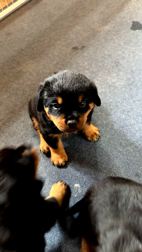 abigailwhhitee image ~ Altpins