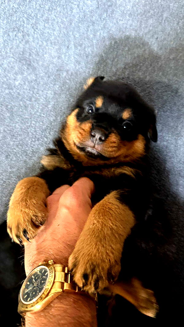 abigailwhhitee image ~ Altpins