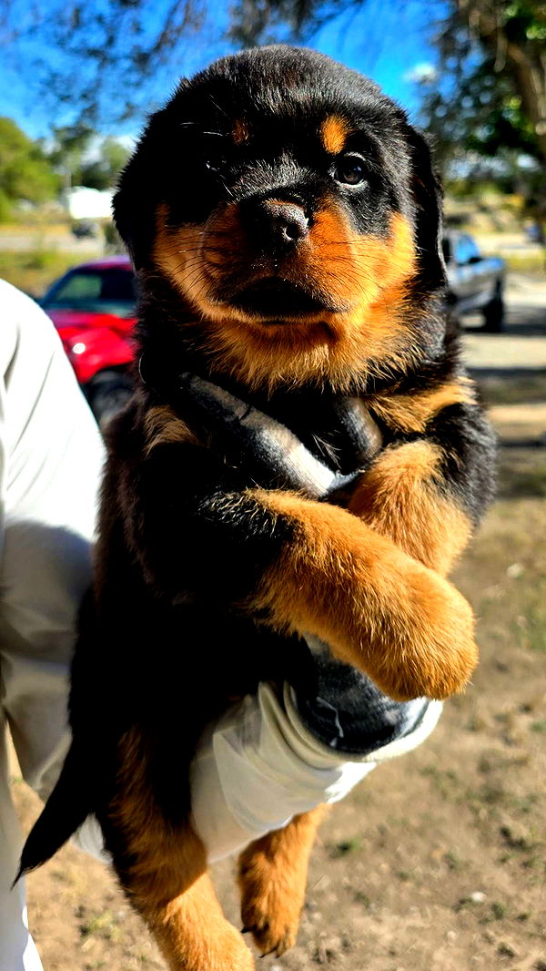 abigailwhhitee image ~ Altpins