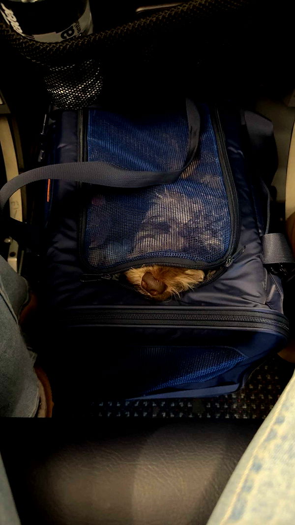 abigailwhhitee image ~ Altpins