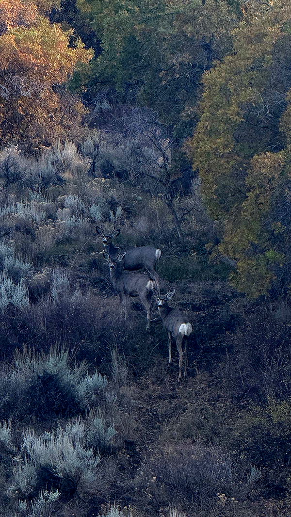 abigailwhhitee image ~ Altpins