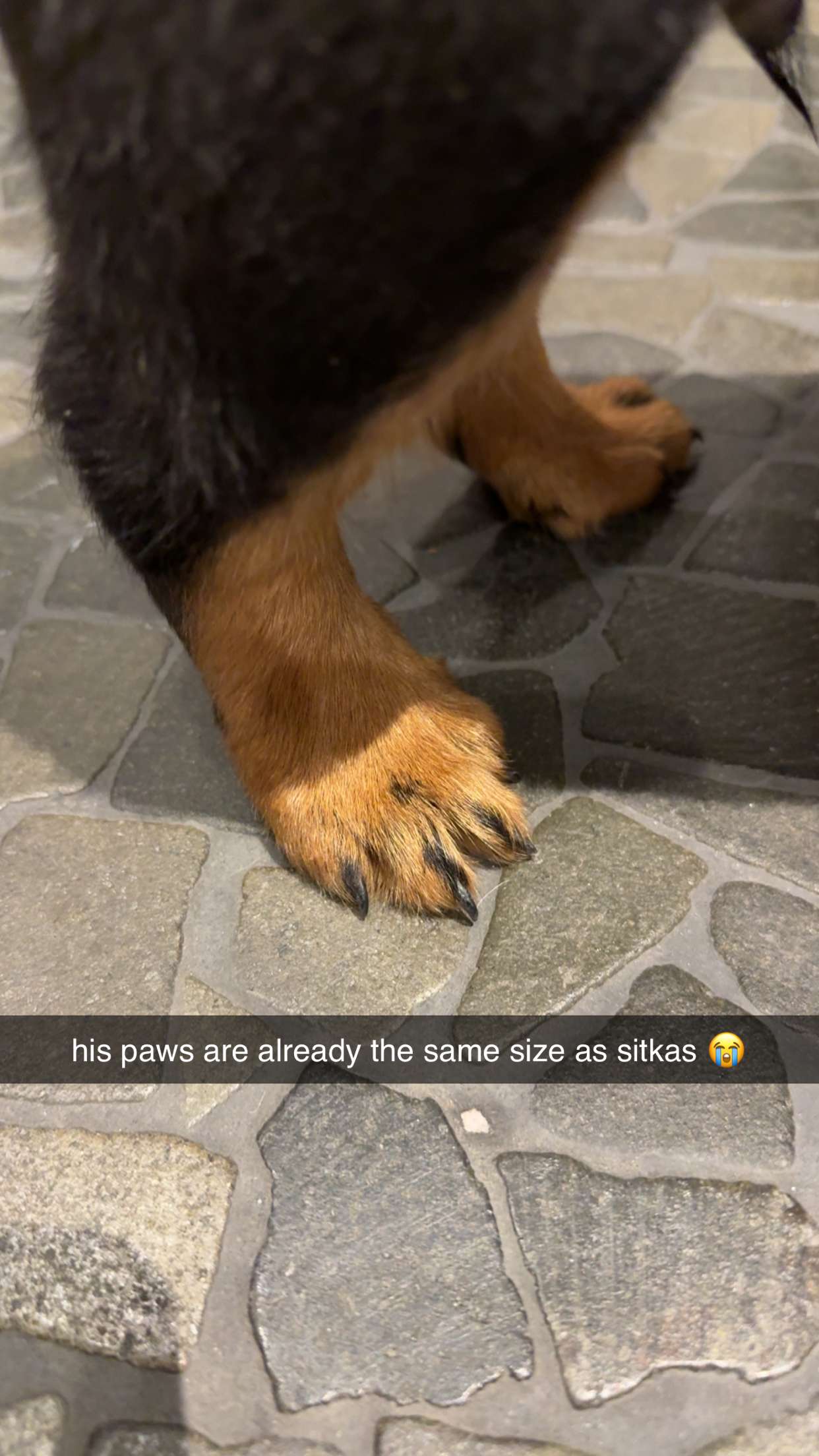 abigailwhhitee snapchat image archive image