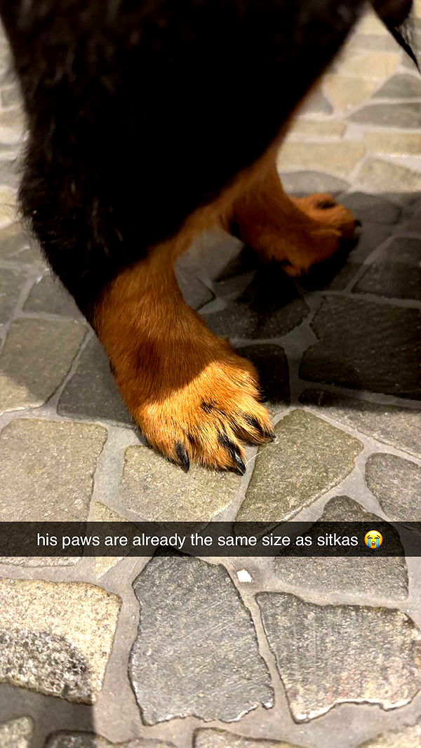 abigailwhhitee image ~ Altpins