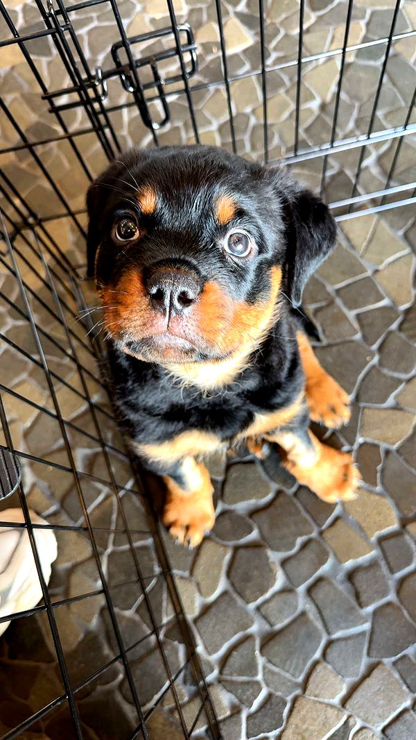 abigailwhhitee image ~ Altpins