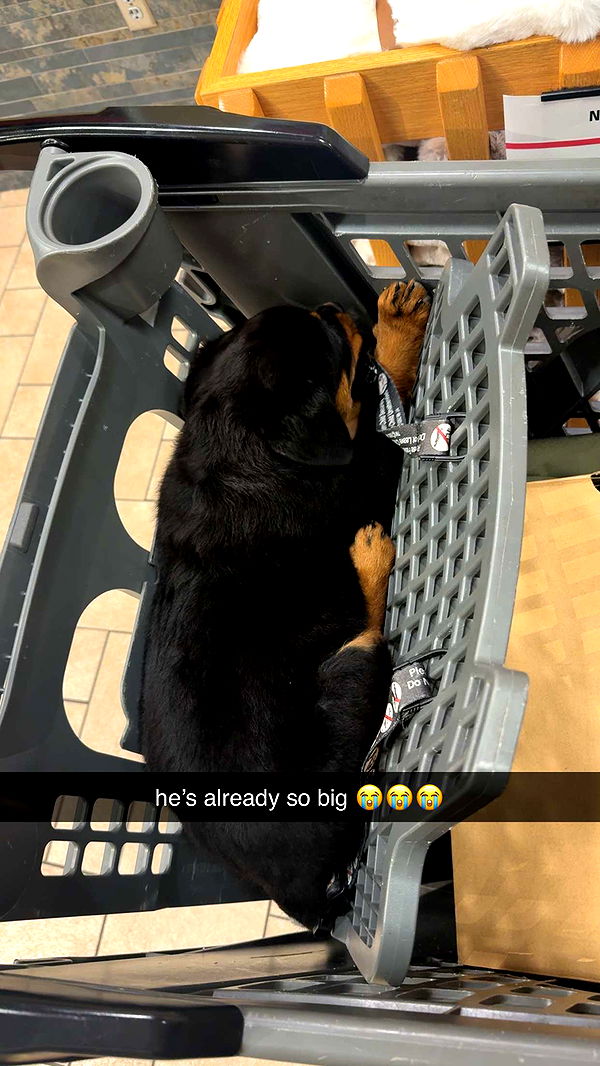 abigailwhhitee image ~ Altpins