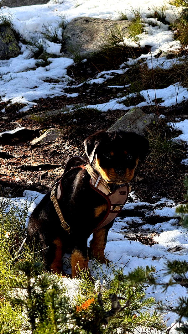 abigailwhhitee image ~ Altpins