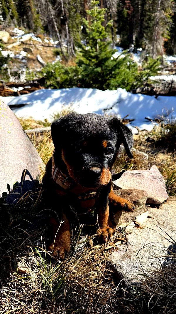 abigailwhhitee image ~ Altpins