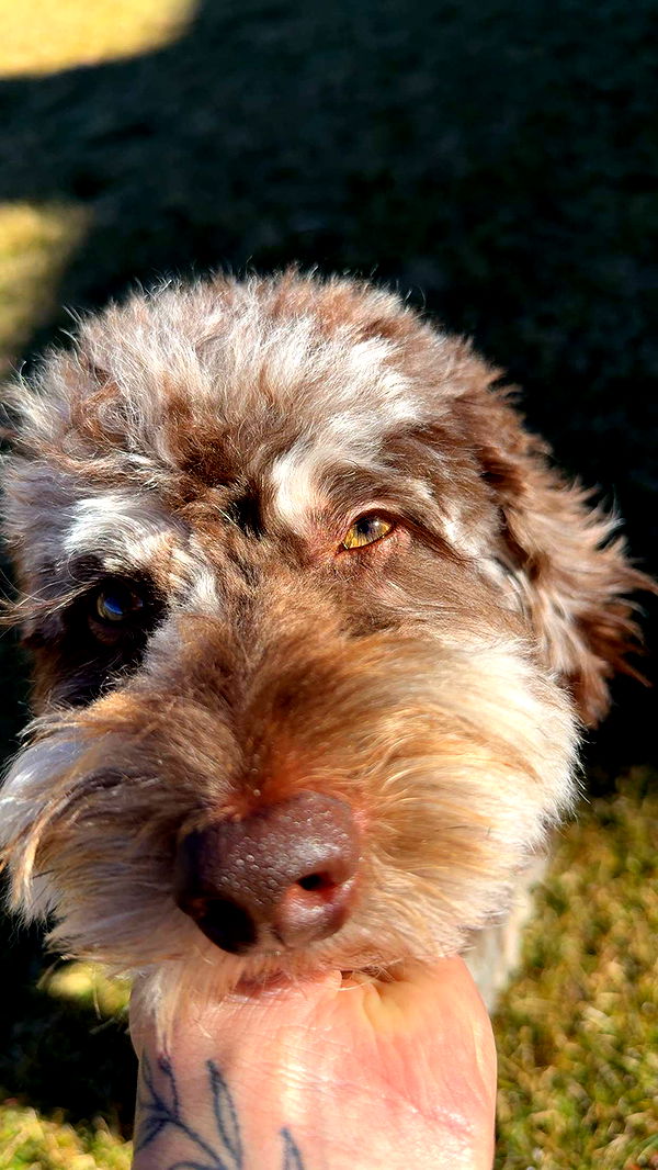 abigailwhhitee image ~ Altpins