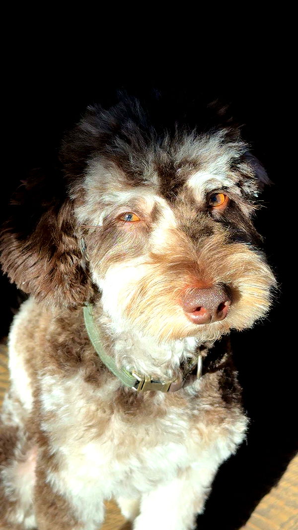 abigailwhhitee image ~ Altpins