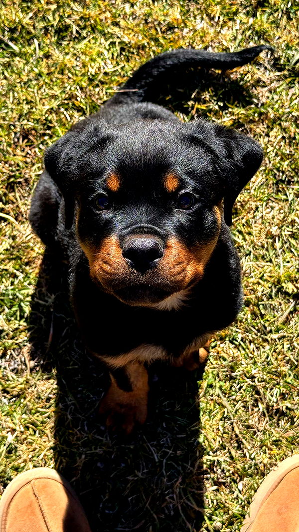 abigailwhhitee image ~ Altpins