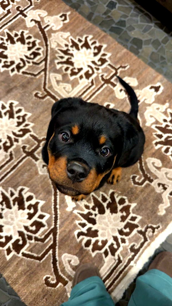 abigailwhhitee image ~ Altpins