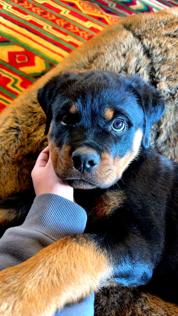 abigailwhhitee image ~ Altpins