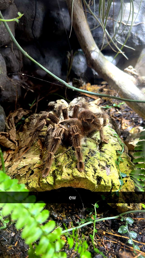 abigailwhhitee image ~ Altpins