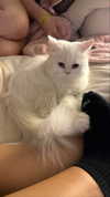 adee.ah Altpins Profile Picture