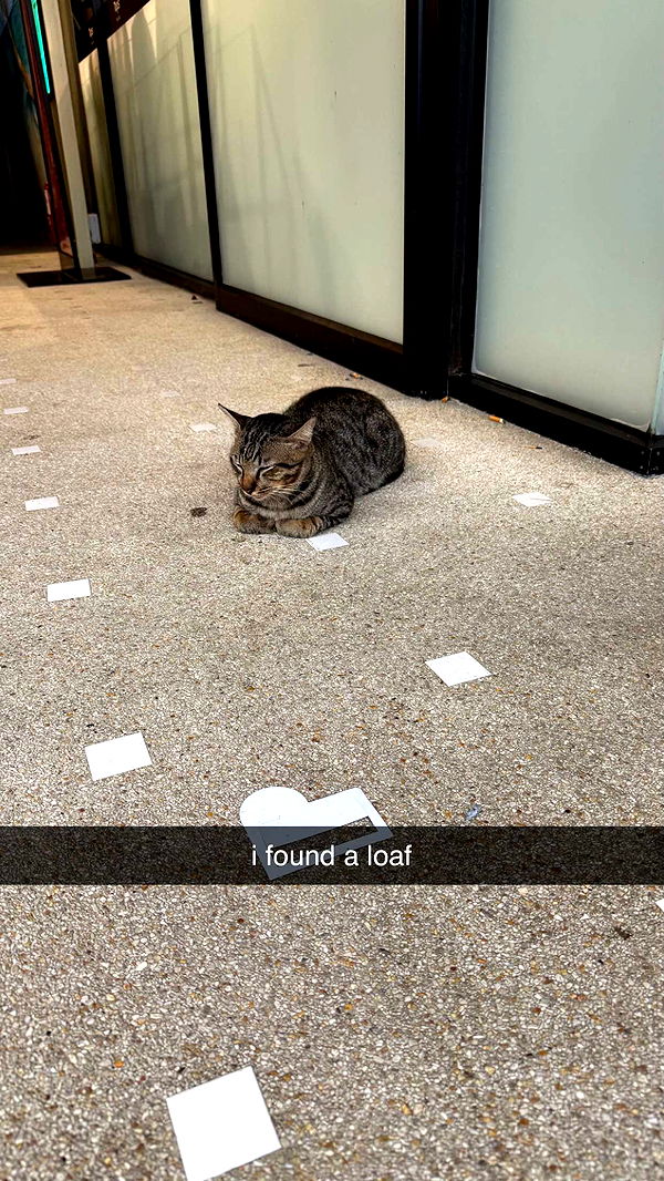 aimeejaiii image ~ Altpins