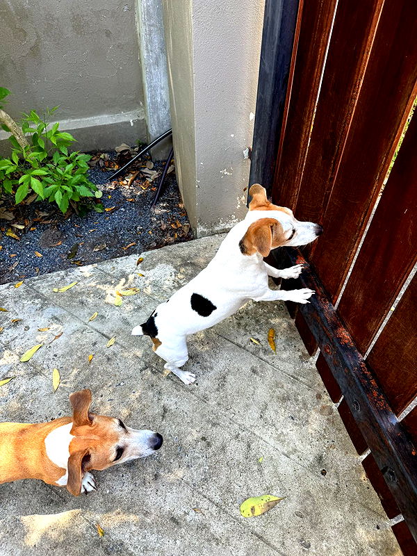 aimeejaiii image ~ Altpins