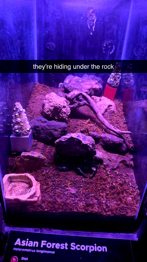 aishahsofeyy image ~ Altpins