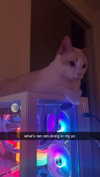 aishahsofeyy Altpins Profile Picture