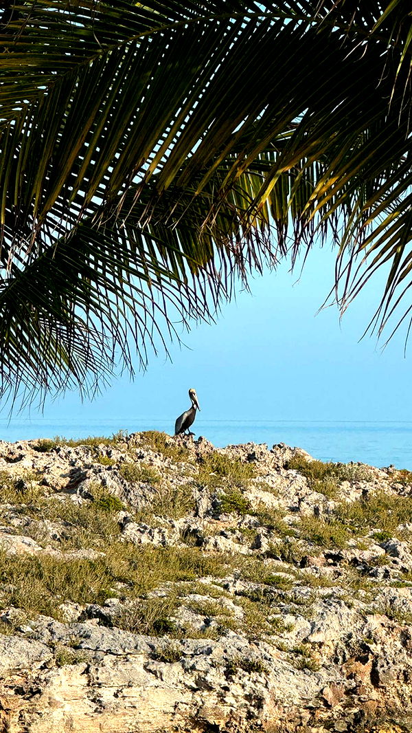 alexaadams30 image ~ Altpins