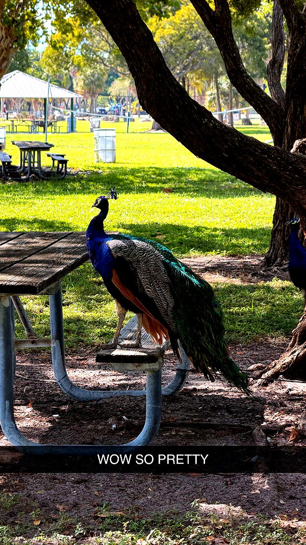 alexaadams30 image ~ Altpins