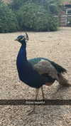 aleximarianna Altpins Profile Picture