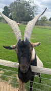 aleximarianna Altpins Profile Picture