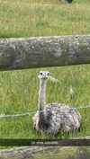 aleximarianna Altpins Profile Picture