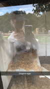 aleximarianna Altpins Profile Picture