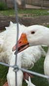 aleximarianna Altpins Profile Picture