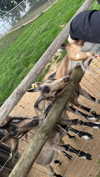 aleximarianna Altpins Profile Picture