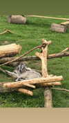 aleximarianna Altpins Profile Picture