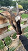 aleximarianna Altpins Profile Picture