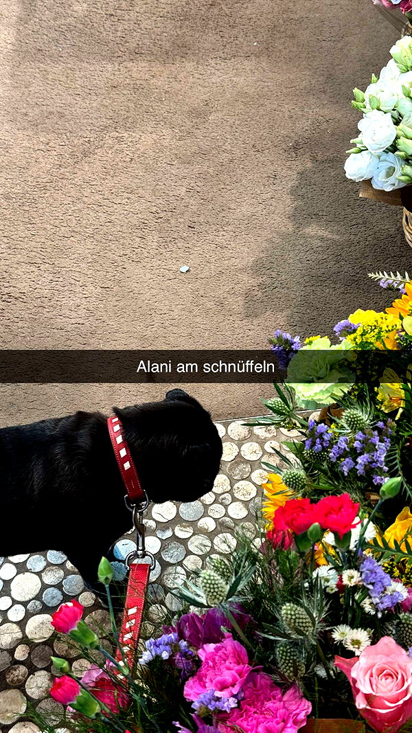 alexissshv snapchat image archive image